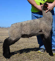 Online Sheep Sale Results - Show Stock Planet