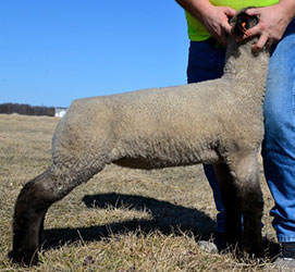 Online Sheep Sale Results - Show Stock Planet