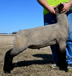 Online Sheep Sale Results - Show Stock Planet