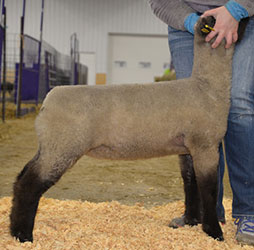 Online Sheep Sale Results - Show Stock Planet