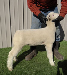 Online Sheep Sale Results - Show Stock Planet