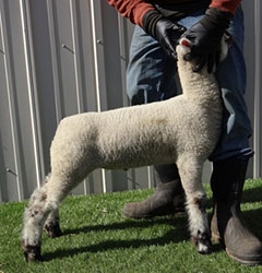 Online Sheep Sale Results - Show Stock Planet