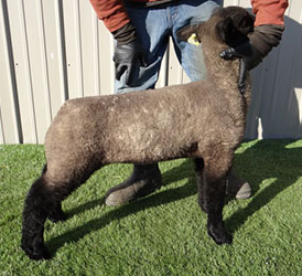 Online Sheep Sale Results - Show Stock Planet