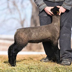 Online Sheep Sale Results - Show Stock Planet