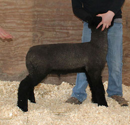 Online Sheep Sale Results - Show Stock Planet