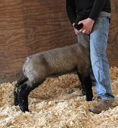 Online Sheep Sale Results - Show Stock Planet