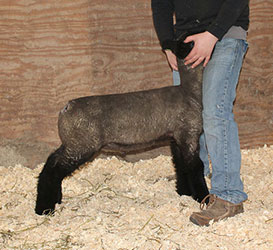 Online Sheep Sale Results - Show Stock Planet