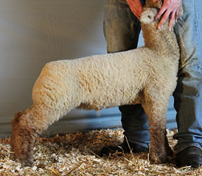 Online Sheep Sale Results - Show Stock Planet