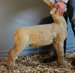 Online Sheep Sale Results - Show Stock Planet