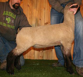 Online Sheep Sale Results - Show Stock Planet