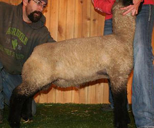 Online Sheep Sale Results - Show Stock Planet