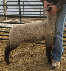 Online Sheep Sale Results - Show Stock Planet