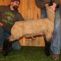 Online Sheep Sale Results - Show Stock Planet