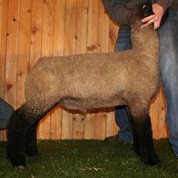 Online Sheep Sale Results - Show Stock Planet