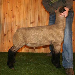 Online Sheep Sale Results - Show Stock Planet