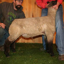 Online Sheep Sale Results - Show Stock Planet