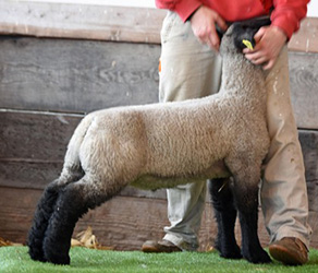 Online Sheep Sale Results - Show Stock Planet