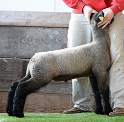 Online Sheep Sale Results - Show Stock Planet