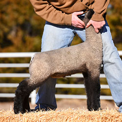 Online Sheep Sale Results - Show Stock Planet