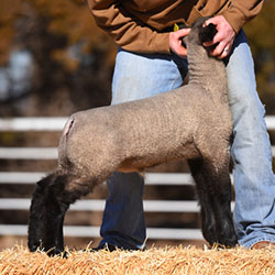 Online Sheep Sale Results - Show Stock Planet