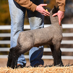 Online Sheep Sale Results - Show Stock Planet