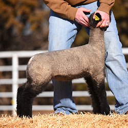 Online Sheep Sale Results - Show Stock Planet