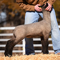 Online Sheep Sale Results - Show Stock Planet