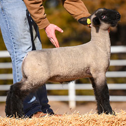 Online Sheep Sale Results - Show Stock Planet