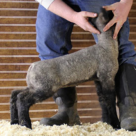 Online Sheep Sale Results - Show Stock Planet