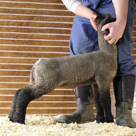 Online Sheep Sale Results - Show Stock Planet