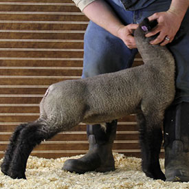 Online Sheep Sale Results - Show Stock Planet