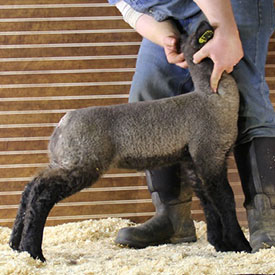 Online Sheep Sale Results - Show Stock Planet