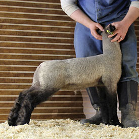 Online Sheep Sale Results - Show Stock Planet