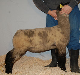 Online Sheep Sale Results - Show Stock Planet