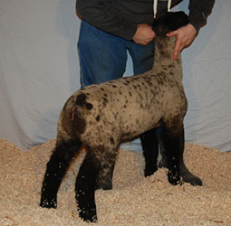 Online Sheep Sale Results - Show Stock Planet