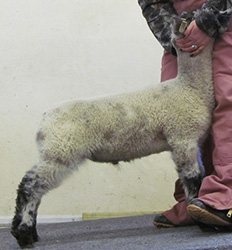 Online Sheep Sale Results - Show Stock Planet