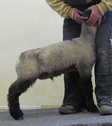 Online Sheep Sale Results - Show Stock Planet