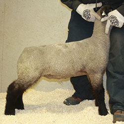 Online Sheep Sale Results - Show Stock Planet