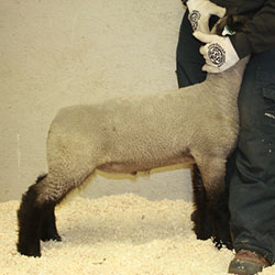 Online Sheep Sale Results - Show Stock Planet