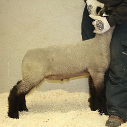 Online Sheep Sale Results - Show Stock Planet