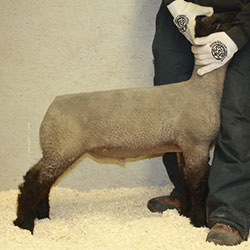 Online Sheep Sale Results - Show Stock Planet