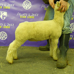 Online Sheep Sale Results - Show Stock Planet