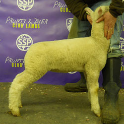 Online Sheep Sale Results - Show Stock Planet