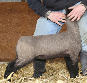 Online Sheep Sale Results - Show Stock Planet