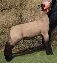 Online Sheep Sale Results - Show Stock Planet