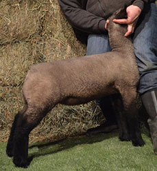 Online Sheep Sale Results - Show Stock Planet