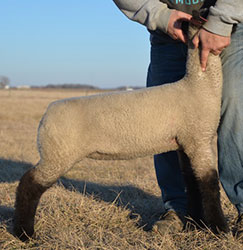 Online Sheep Sale Results - Show Stock Planet