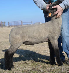 Online Sheep Sale Results - Show Stock Planet