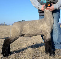 Online Sheep Sale Results - Show Stock Planet