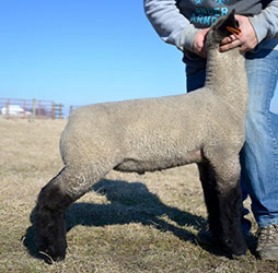 Online Sheep Sale Results - Show Stock Planet